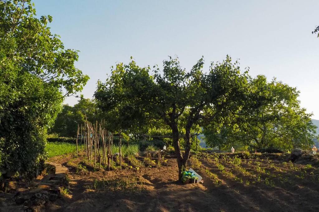 El Bosque De Los Romanos Puerto de Béjar Exterior foto